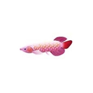 Pink Arowana